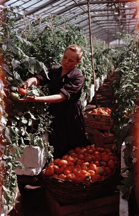 Работница собирает томаты, выращенные в теплицах колхоза в Московской области.