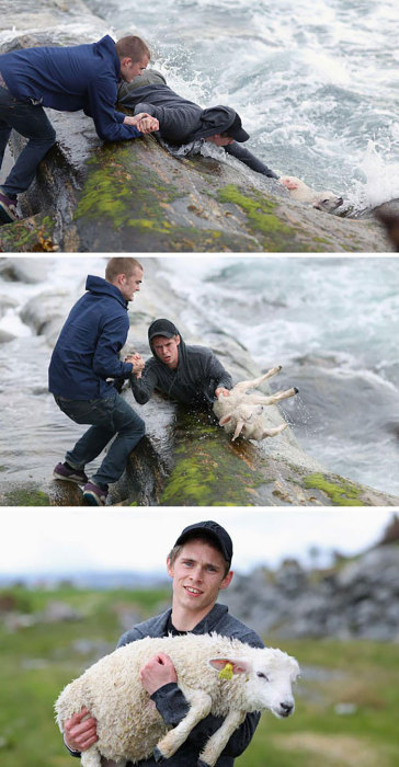 Два норвежских паренька спасли молодого козленка, который тонул в океане.