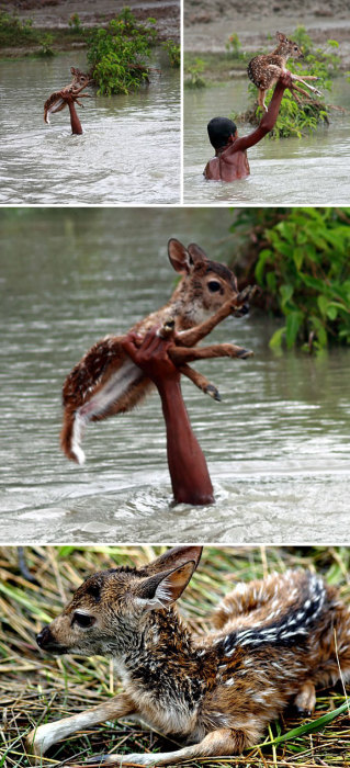 Во время наводнения неподалеку от округа Нокхали в Народной Республике Бангладеш мальчик спас тонущего олененка, отбившегося от своей семьи.