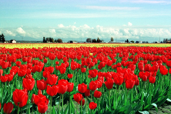 Плантация красочных тюльпанов.