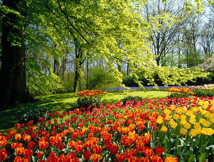 Весенние украшение парковой зоны-тюльпаны.