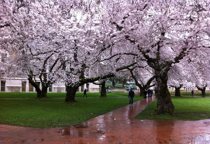 Деревья в весеннем розовом цвету.