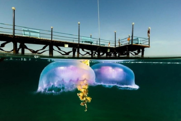 «Сплит» фотография медузы в Египетских водах.