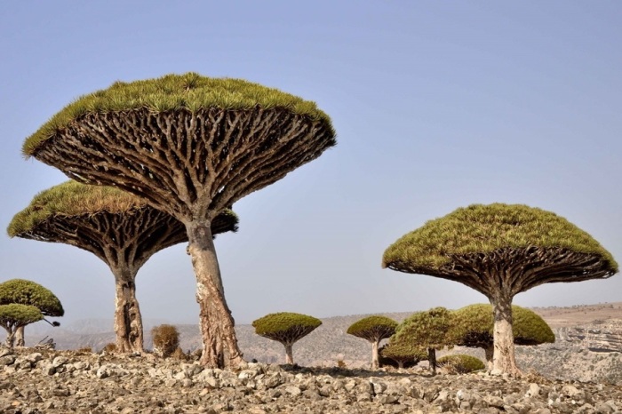 Удивительная форма деревьев делает их похожими на огромные грибы.