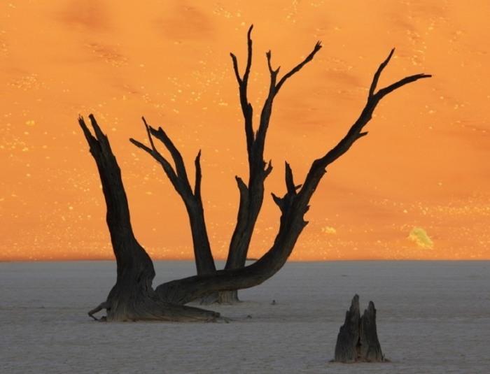Островам мертвых деревьев верблюжьей акации насчитывается около 900 лет.