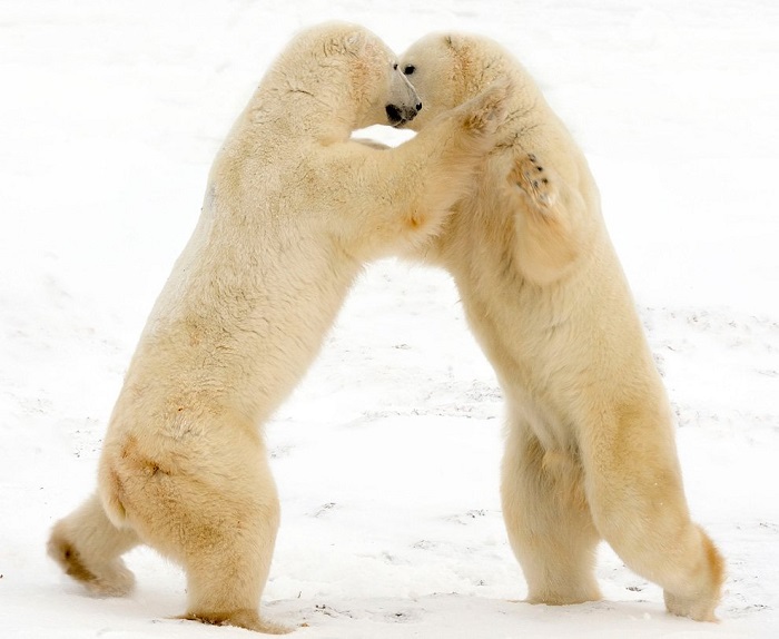 Танцы на льду белых медведей.