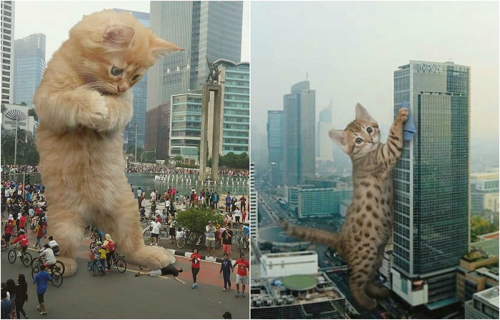 Гигантские коты «встроенные» в городские пейзажи.