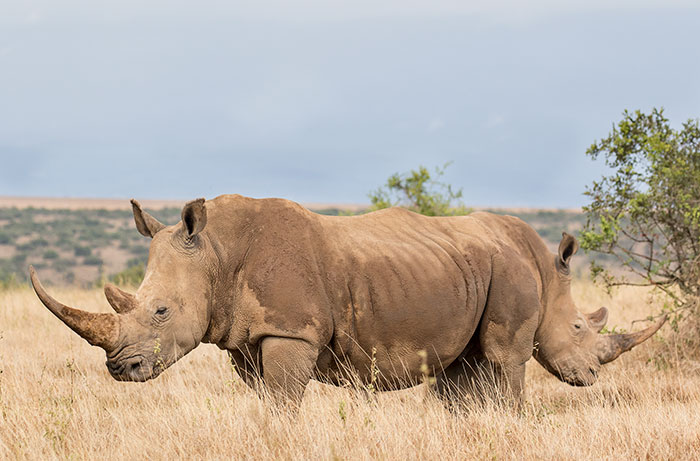 Удачная фотография смущающегося носорога, который спрятался за собратом.