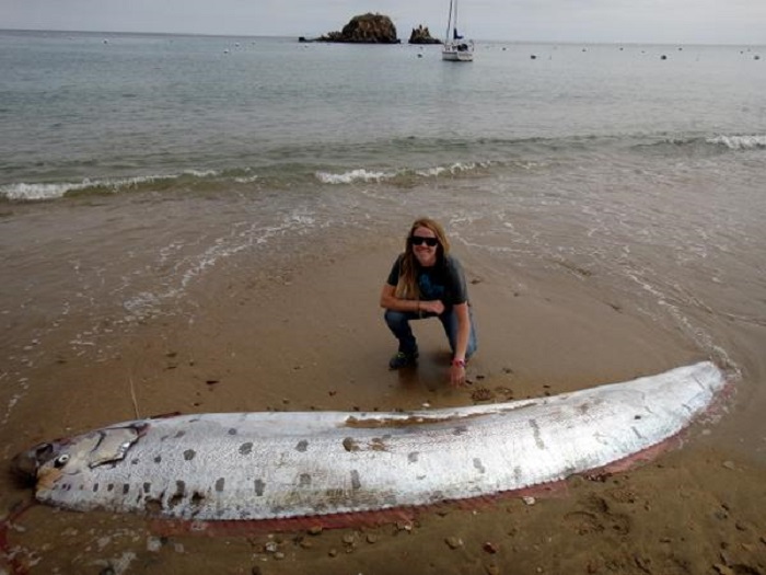 Редкая 13-футовая морская змея была найдена на острове Санта-Каталина в Калифорнии.