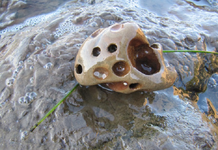 Крошечные моллюски, могут «копать» свой путь в камнях, что создает красивые природные скульптуры.