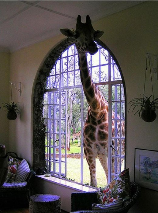 Жирафы часто заглядывают в окна одного кенийского отеля, чтобы получить порцию вкусняшек от проживающих в номерах.