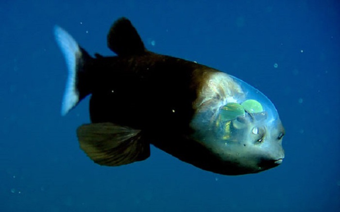 Через прозрачный купол на голве можно рассмотреть глаза рыбы, которые видят только вверх.