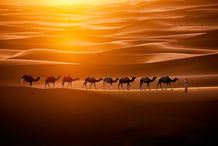 Верблюды, пересекающие Эрг Шебби на марокканской территории пустыни Сахара. Эрг – это широкая плоская область пустыни, покрытая песком, продуваемым ветрами, где отсутствует или почти нет растительности.