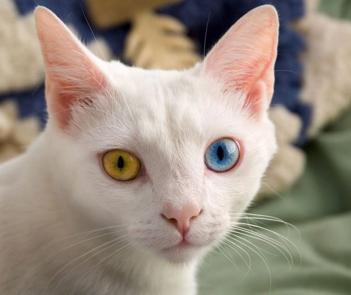 Кошка с разным цветом глаз. Фотограф Keith Kissel.