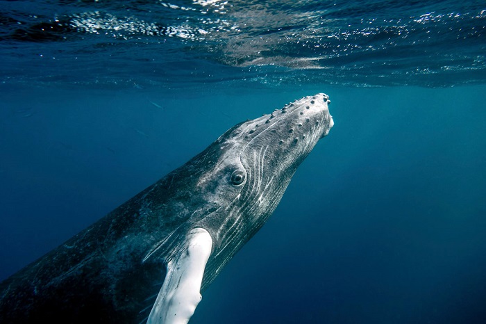 Детёныш горбатого кита. Фотограф Christopher Michel.