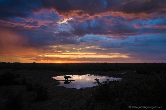Снимок сделан в национальном парке Этоша в Намибии. Для этого фотографу Йохану Жорже (Johan Georget) пришлось 7 часов прождать носорога в кустах.