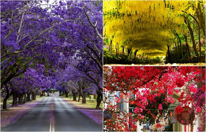 Буйство цветочных красок на улицах мира.
