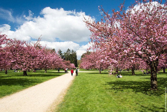 Парковый ансамбль Со недалеко от Парижа (Франция) одет в нежный розовый весенний наряд из цветущей сакуры.