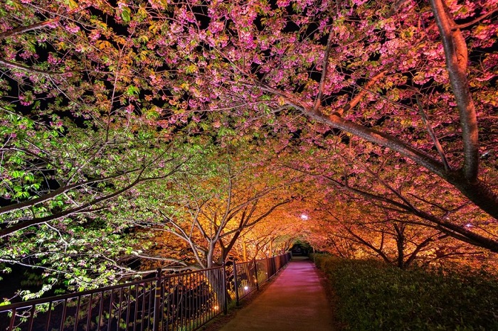 Знаменитый «Тоннель любви» в Кавадзу (Япония) каждую весну привлекает посетителей потрясающие красивыми цветущими деревьями.