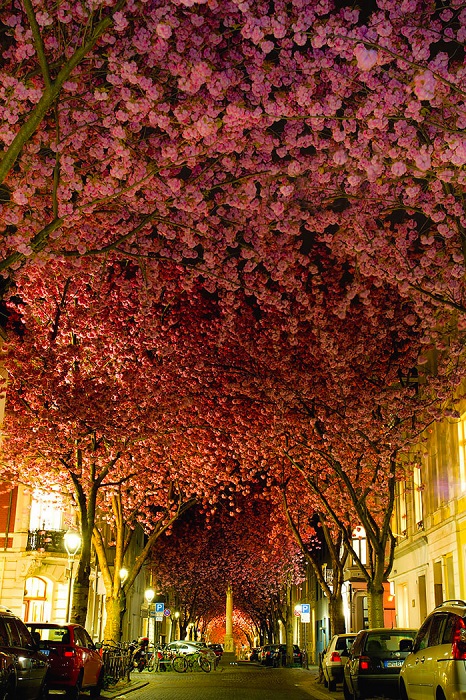 Свет ночных фонарей превращает «вишневые улицы» Бонны в сказочные локации.