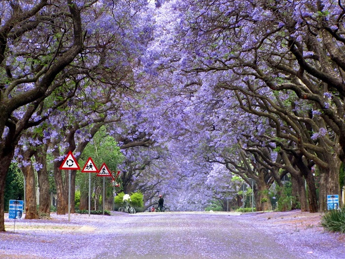 Сезон цветения удивительного «фиалкового дерева» в Графтоне (Австралия).