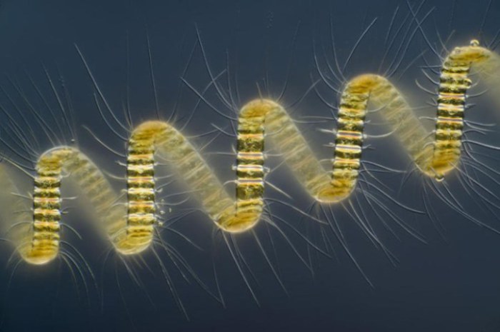 Колониальный организм планктона — Chaetoceros debilis, увеличен в 250 раз. Фотограф Вима ван Эгмонда из музея Микрополитен в городе Берке-ен-Роденжинис, Южная Голландия.