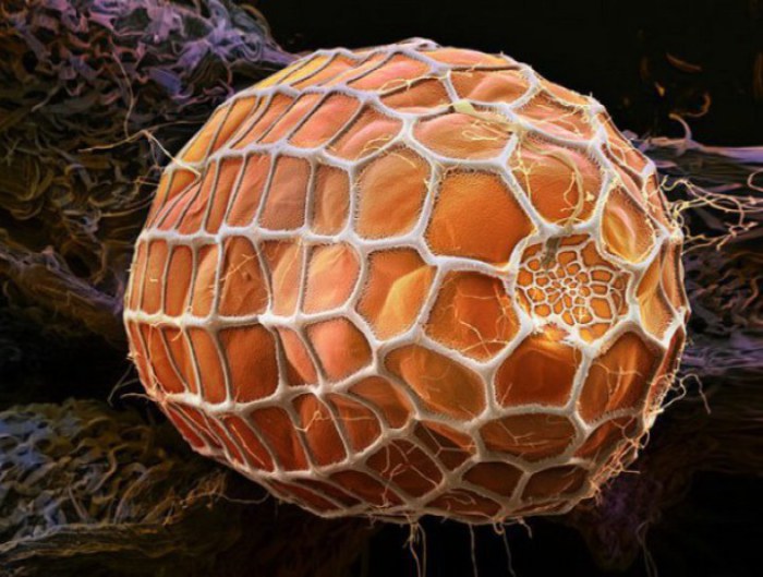 Снимок сделан с помощью электронного микроскопа, так что он полностью передаёт настоящий внешний вид яйца, которое не больше 2 мм.