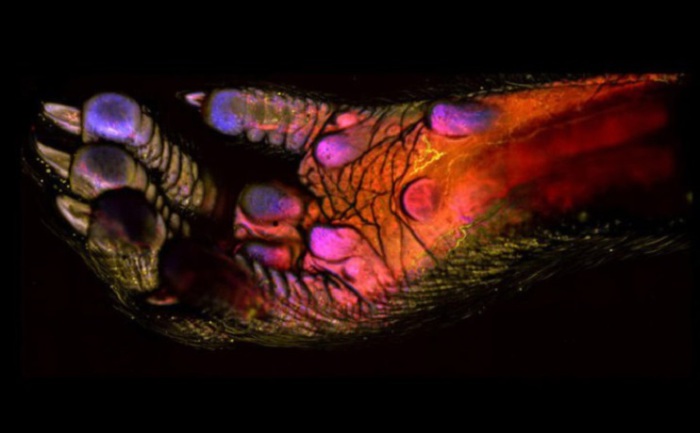 На снимке видны кровеносные сосуды, клетки иммунной системы и мягких тканей. Фотограф д-р Эндрю Дж. Вулли, Himanshi Десаи и Кевин Отто, Университет Пердью, штат Индиана.