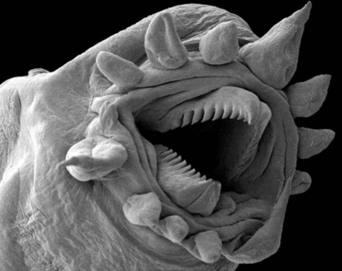 Живая муха под микроскопом, а в жизни не такая уже и страшная...