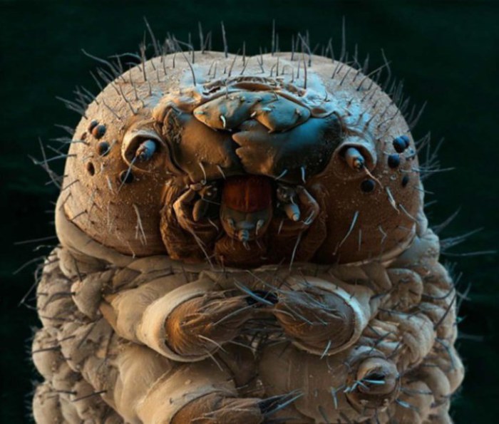 Рот гусеницы под микроскопом.
