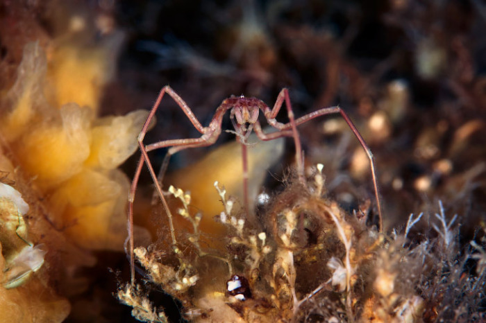 Морские пауки обитают практически на всех глубинах, от литорали до абиссали, в условиях нормальной солености. В настоящее время известно более 1000 современных видов. Фотограф Alexander Semenovs.