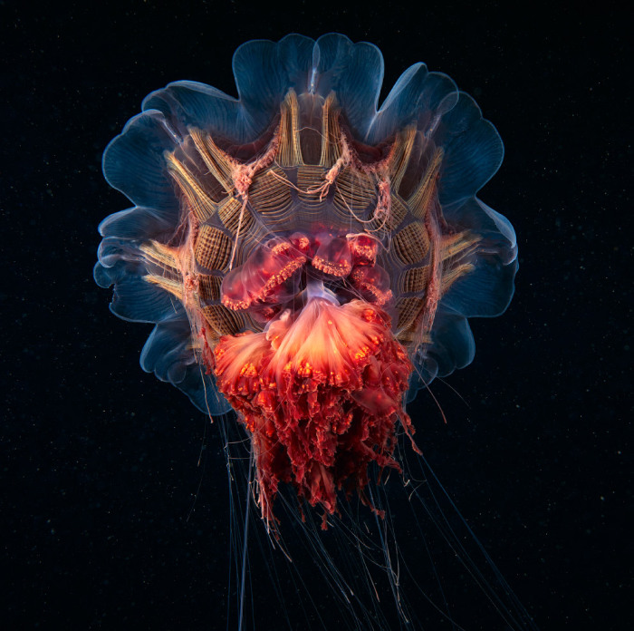 Медуза, на 98 % состоящая из воды. Фотограф Alexander Semenovs.