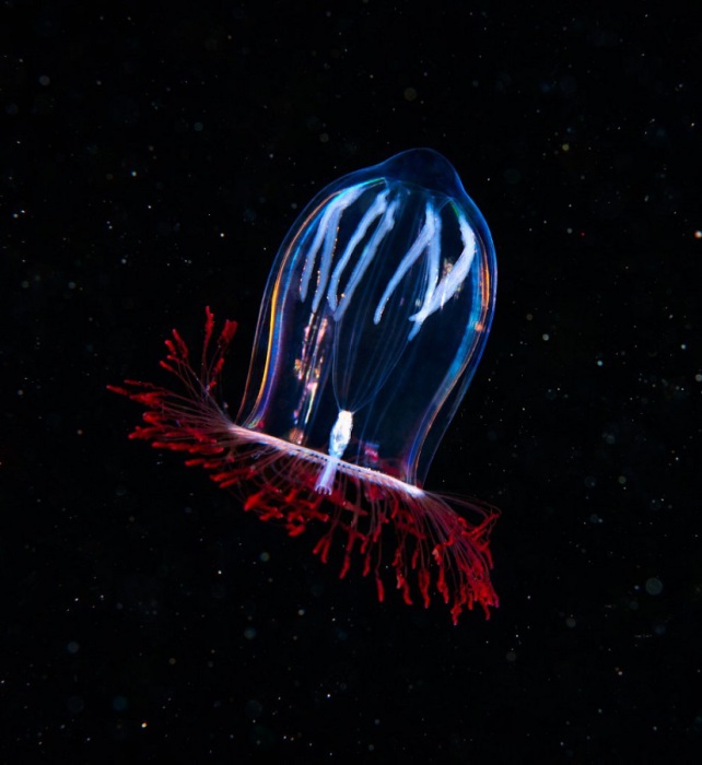 Большинство гидроидных медуз являются хищниками, использующими особенности своего образа жизни для ловли добычи. Фотограф Alexander Semenovs.