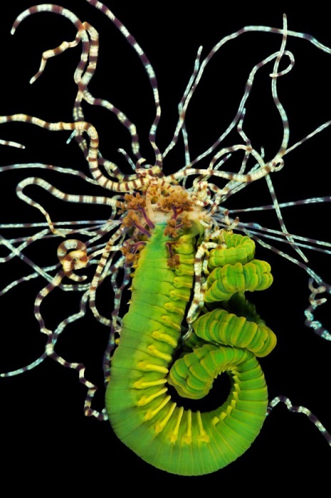 Разновидность морских червей.