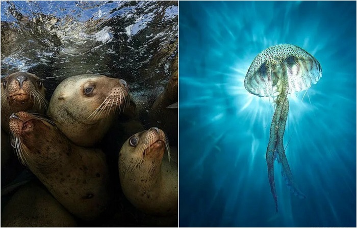 Лучшие фотографии подводного мира 2017 года по версии журнала Scuba Diving Magazine.