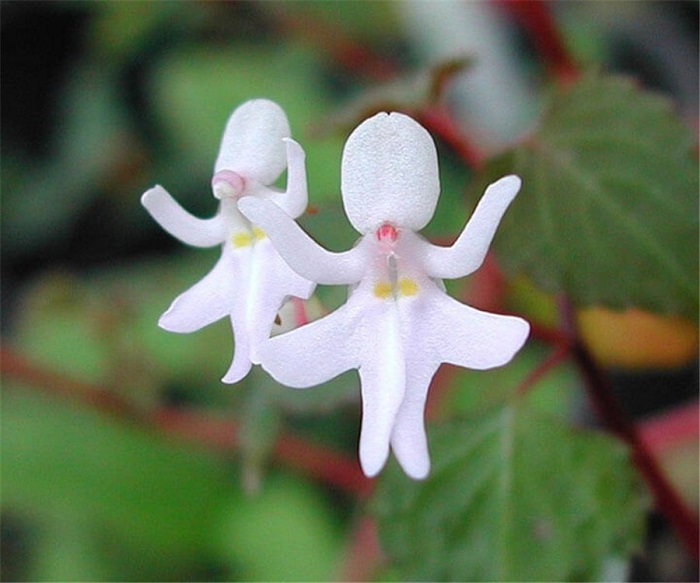 Очень редкое растение, которое многие любители орхидей называют коллекционным.