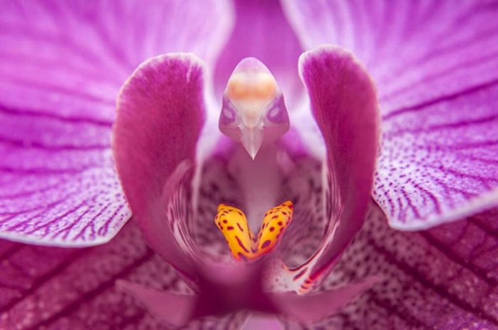 Вечнозелёные, постоянно цветущие орхидеи, которые пользуются большой популярностью благодаря своей неприхотливости и исключительному разнообразию цветков.