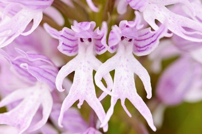 Лепестки итальянских орхидей очень похожи на тело голого человечка.