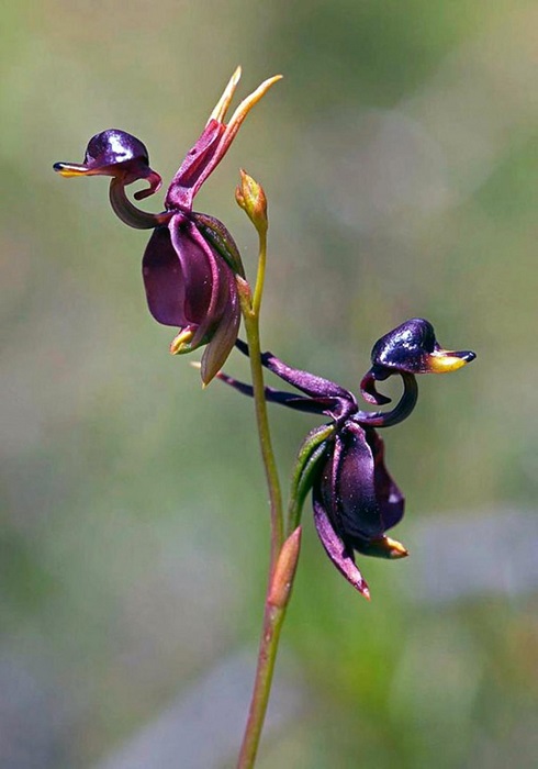 Австралийская орхидея, как две капли воды похожая на точеную фигурку летящей утки с четко очерченным клювом.