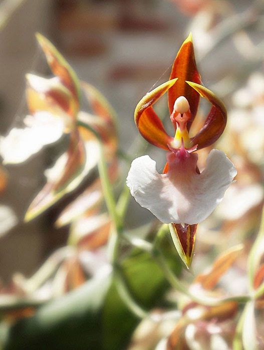 Потрясающая орхидея, которая очень похожа на танцующую балерину.