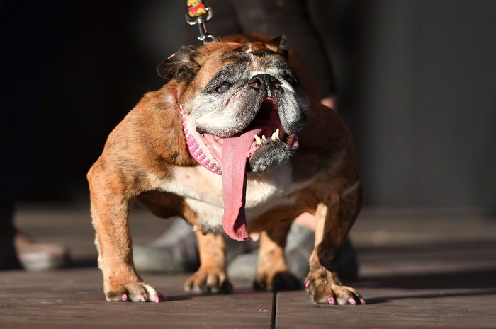 Девятилетний английский бульдог Жа Жа стал победителем конкурса World's Ugliest Dog 2018.