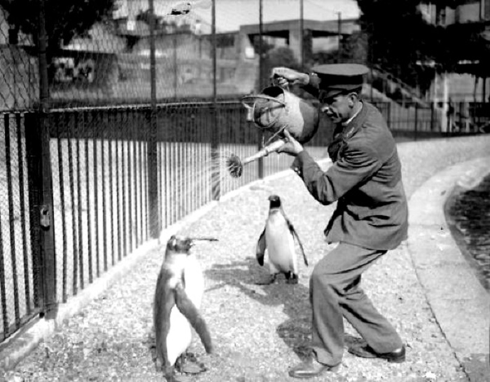 Работник зоопарка устраивает пингвинам «ледяной душ», поливая их из лейки, 1930 год.