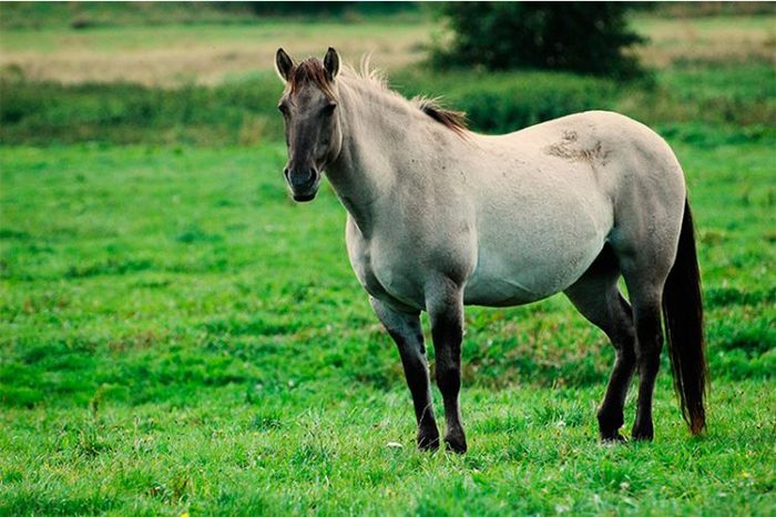 Лошадь, период беременности – от 11 до 12 месяцев.