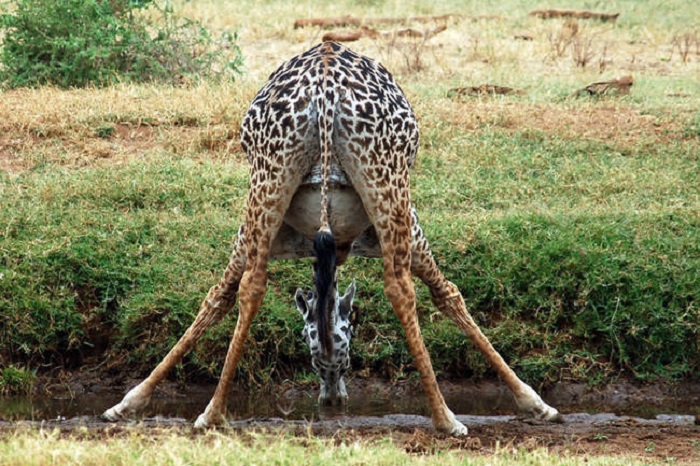Жираф, период беременности – от 428 до 459 дней.