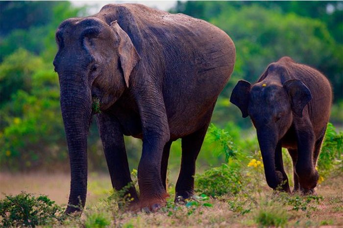 Слон, период беременности – от 20 до 22 месяцев.