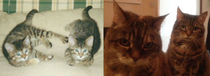 Разница между фотографиями составляет 17 лет, которые эти коты провели вместе.