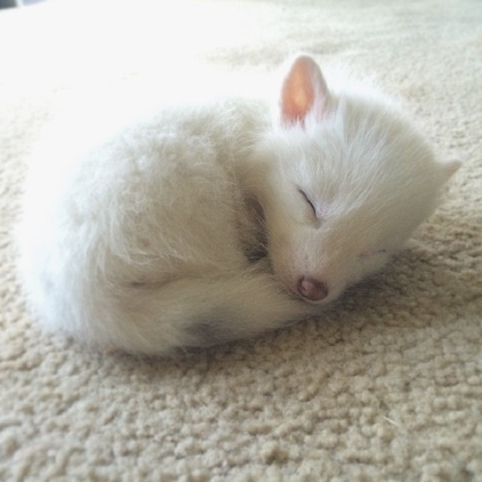 Совсем недавно, такой крошечной была эта чудесная белая лисичка Рилай.