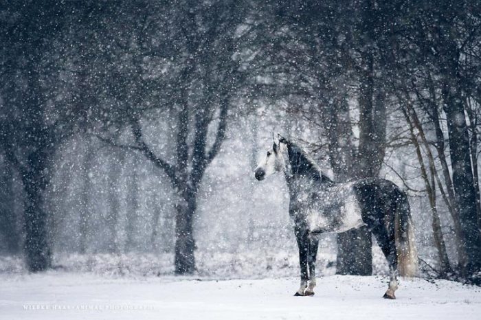 Лошадь в зимнем лесу.