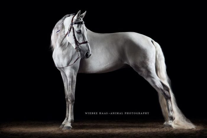 Лошадь с белой гривой и длинным белым хвостом.