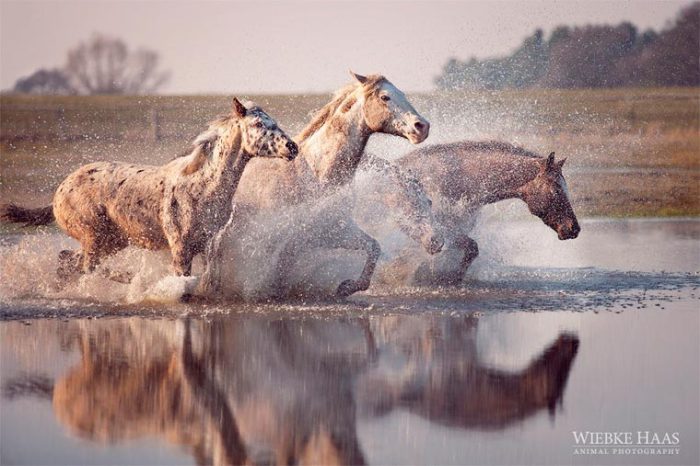 Лошади, бегущие по воде.